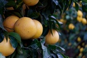 L'Espagne face au manque d'eau : à quand un nouveau modèle agricole ?