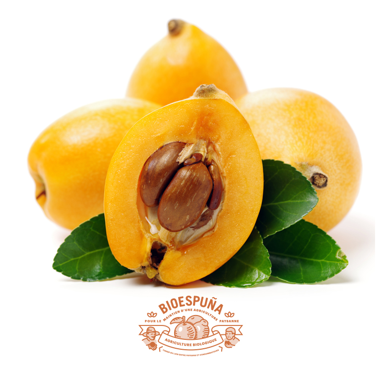 Nèfles du Japon bio